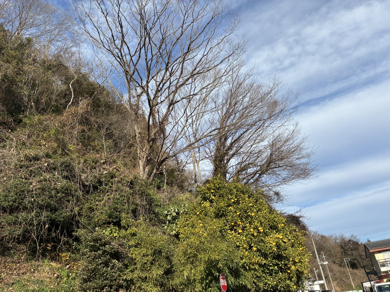 急斜面の古木の伐採（施工前）