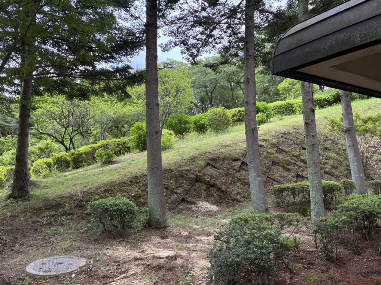 枯れてしまったもみの木の伐採（施工後）